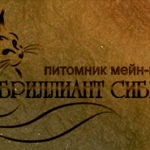 Создание Логотипа питомника мейн-кунов